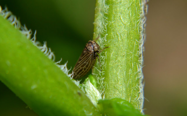 Woods Walks and Wildlife: Garden Bugs Up Close