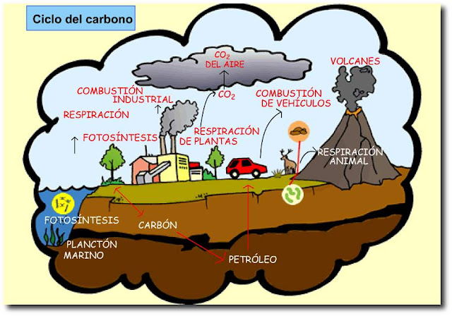 de donde viene el ciclo del carbono