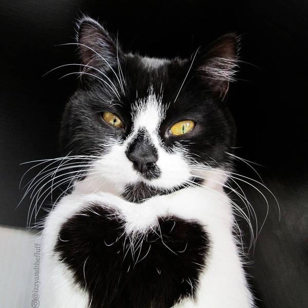 Кошка с сердечком на груди