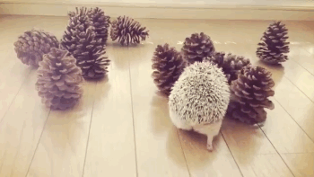 Funny animal gifs - part 321, animal gif, best of funny gif