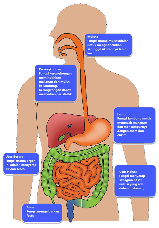 Membuat Diagram SIstem Pencernaan Manusia