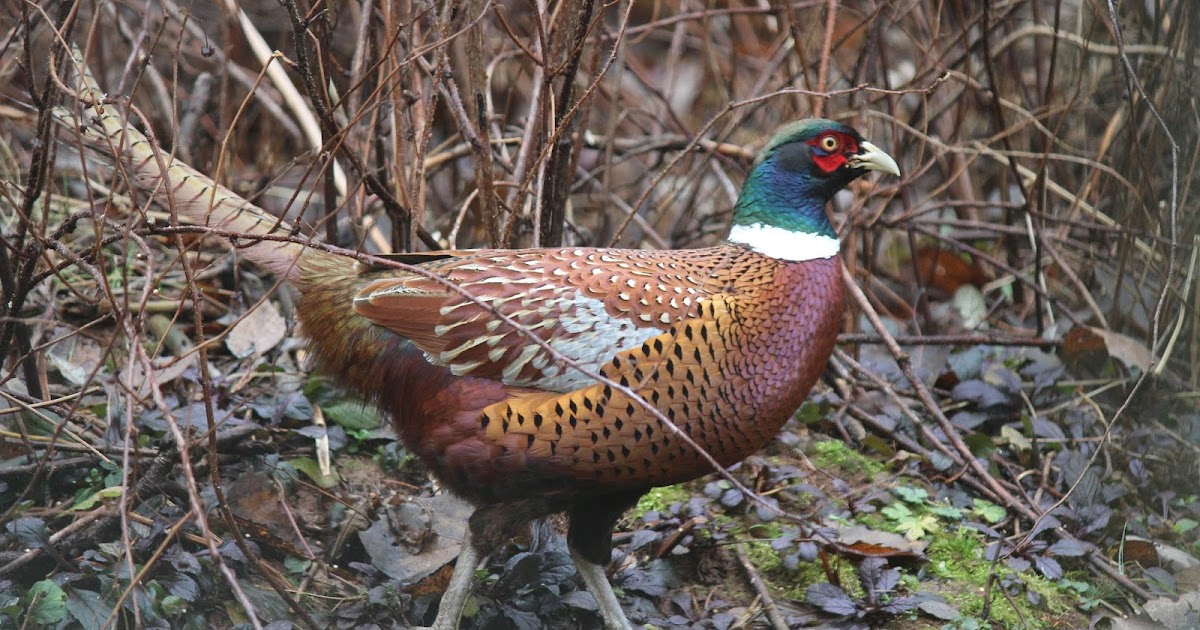 Dispatches from Can of Duck Melanistic Pheasants