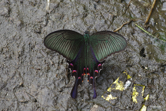 雞南山散步，烏鴉鳳蝶在芒草旁的泥土上吸水。