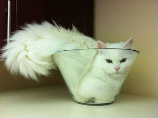 Funny Cat in a Bowl