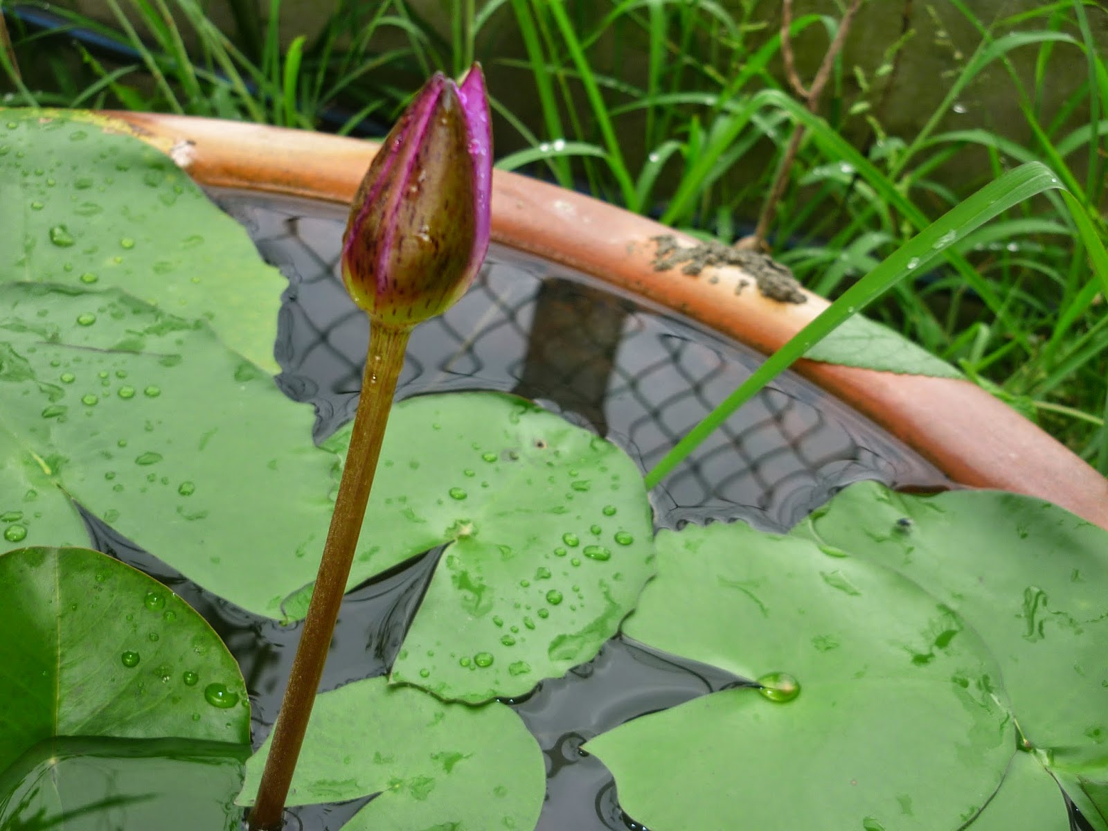Disini dalam lingkaran ini: Bila ku intai