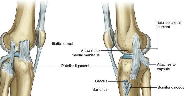 Science & Medicine: Patellar Ligament