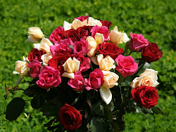 rose ali bouquet wallpapers roses posted beauty