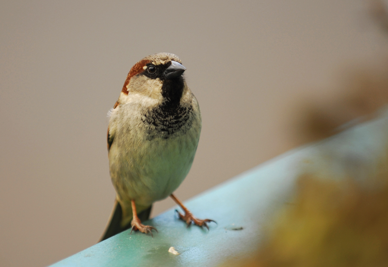 sparrow2