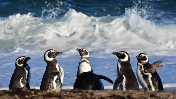 Punta Tombo: Pinguinos en Argentina