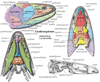 devonian fishes