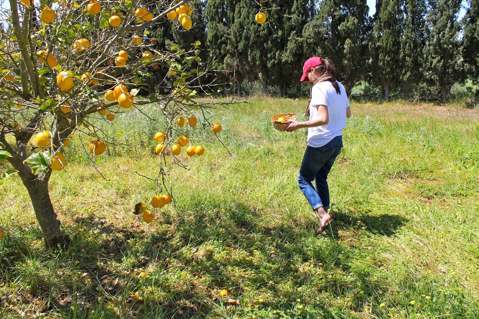 The Long Way Home How to Make Lemonade in Majorca, Spain