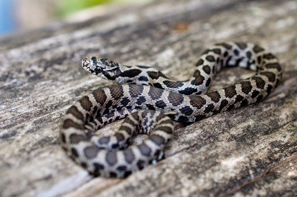 Herpedex: All the Herps I Have Seen In The Wild: Spring Herping in