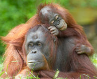 Stop Using Orangutans as Prostitutes!