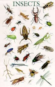 Inspirasi Terkini Klasifikasi Insecta, Contoh Hewan