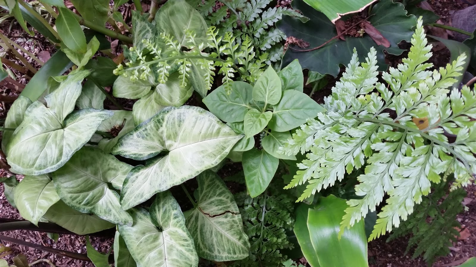 Classtopia Plants For The Shady Areas