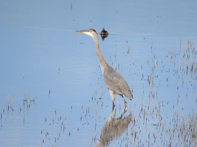 Sacramento National Wildlife Refuge