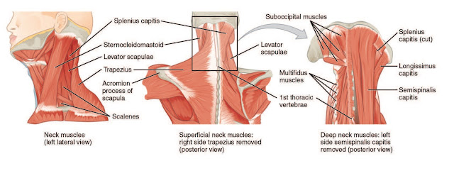 Cervical Musculature Diagram - Chiropractor El Paso