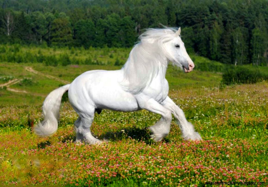 White Horse Wallpapers   beautiful desktop wallpapers 2014