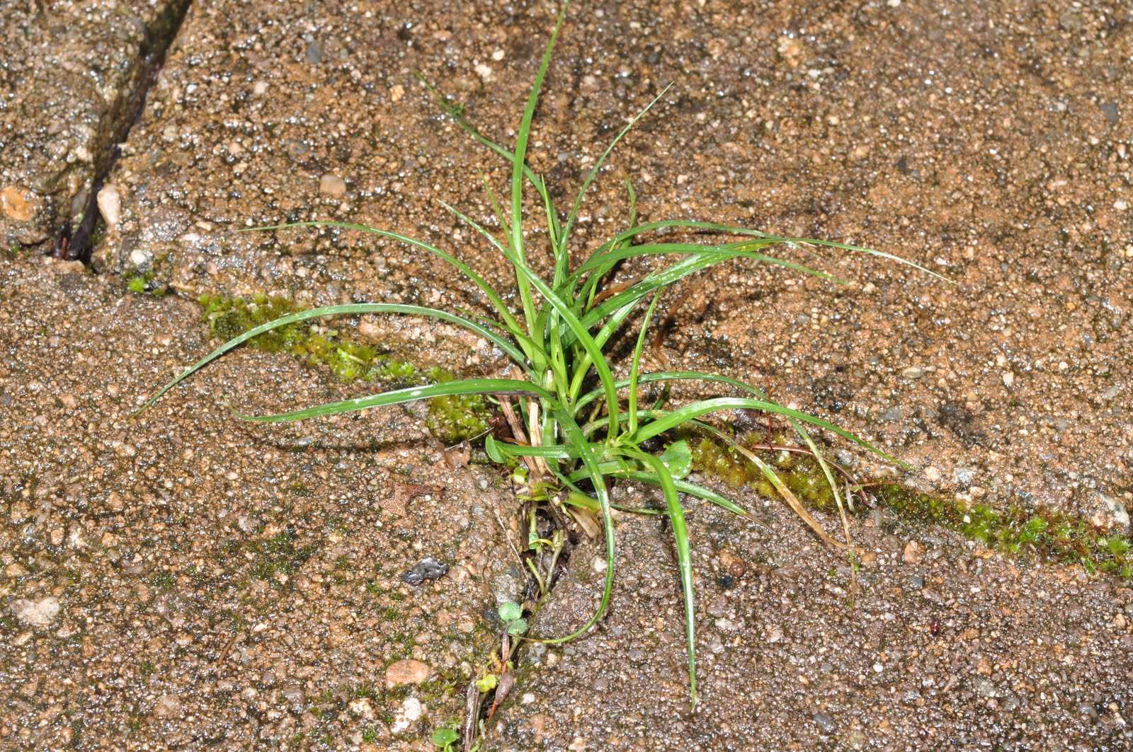 California Botany Blog Carex divulsa the unBerkeley