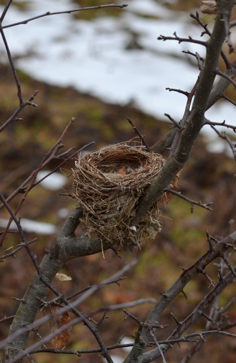 Woods Walks and Wildlife: November Nest
