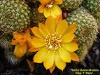 Rebutia fabrisii