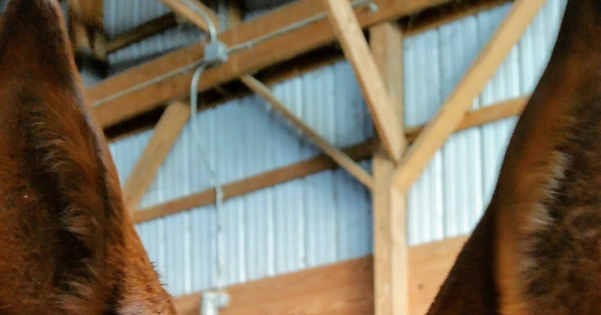 Behind the Bit What you get a horse for Christmas...