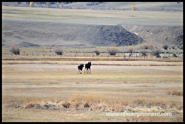 mama moose and baby