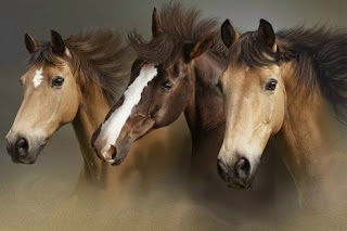 horses.jpg