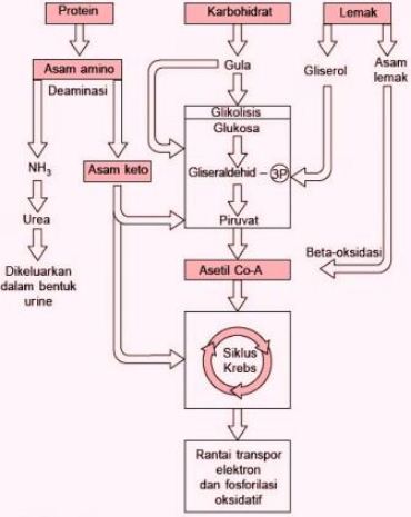 Perhatikan Bagan Berikut Berdasarkan Bagan Keterkaitan Antara Proses Metabolisme Karbohidrat Lemak Dan Protein Yang Masuk Ke Jalur X Dan Y Adalah Blog Pak Pandani