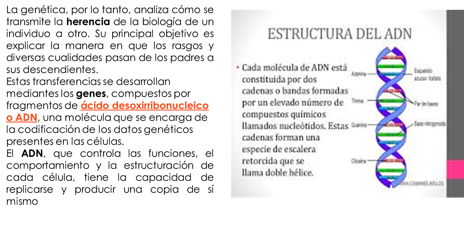 ALTERACIONES CROMOSOMATICAS Que Es La Gen tica 