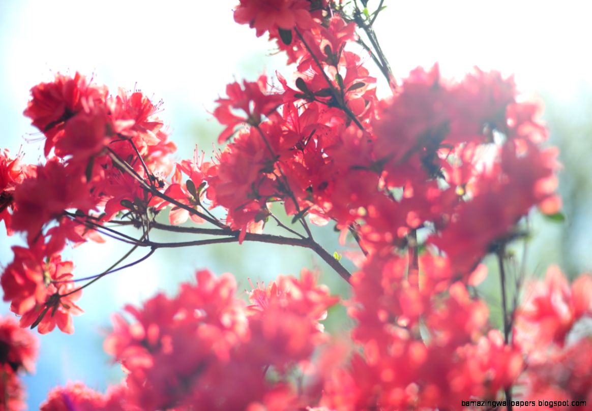 Pink Flowers Tumblr Related Keywords  Suggestions   Pink Flowers