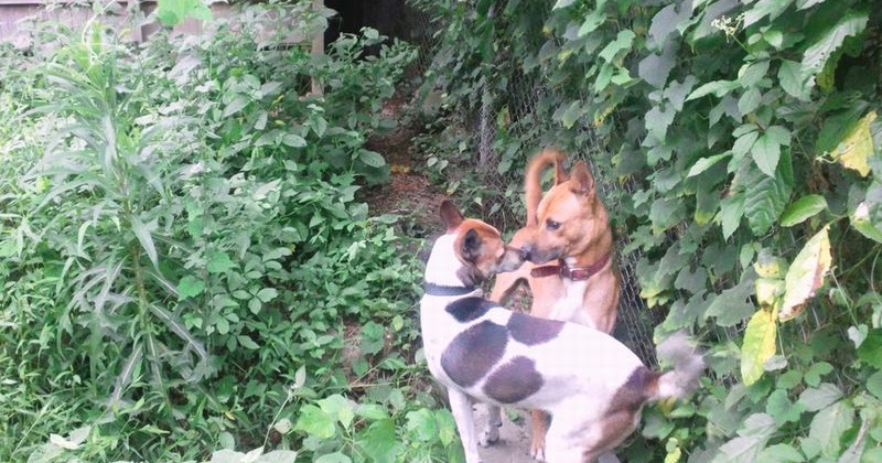 ボート 銃 そして犬たちとの日々 お見合い