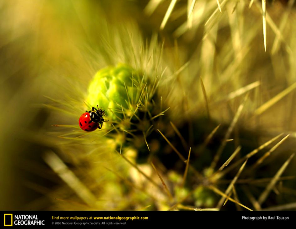 Ladybug Picture Ladybug Desktop Wallpaper Free Wallpapers