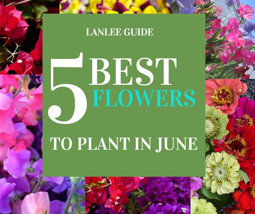 The LANLEE Way The Best Flowers to Plant in June