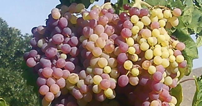 Grapes sentence for class 1 picture