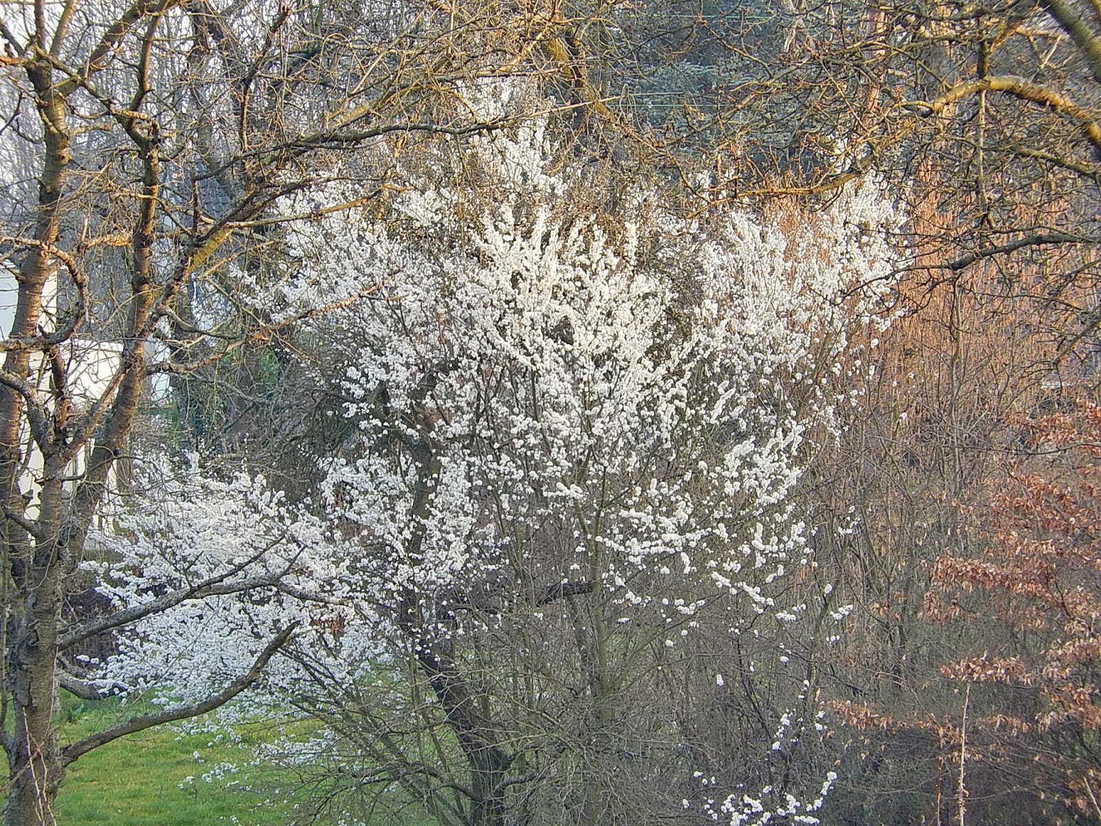FvB: Frühling leuchtet hell vor unserem Haus