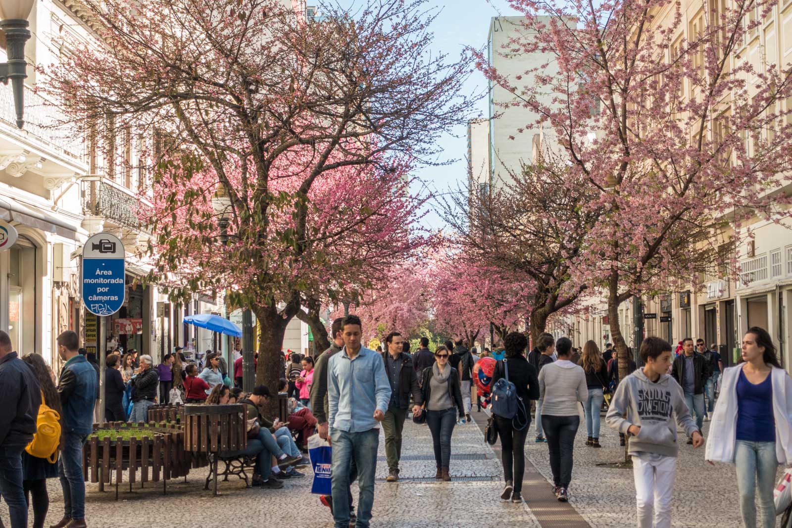 Fotografando Curitiba A florada das cerejeiras