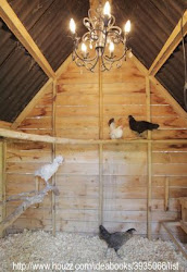 coop chicken winter bee natural keeping lighting chickens inspiration why op answer need lay ever