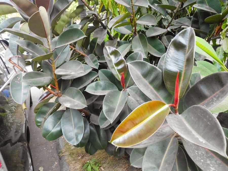 Indian rubber bush