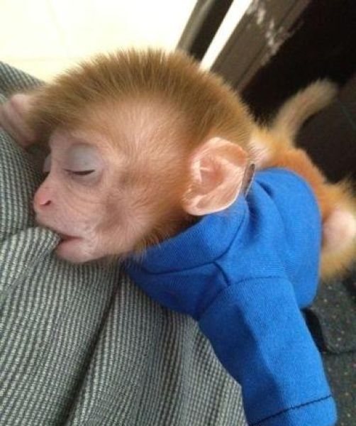 monkey pet chinese monkeys adopt guy adoption funny cool babies izismile xanax