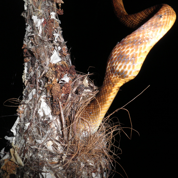 Brown tree snake preying on sunbirds