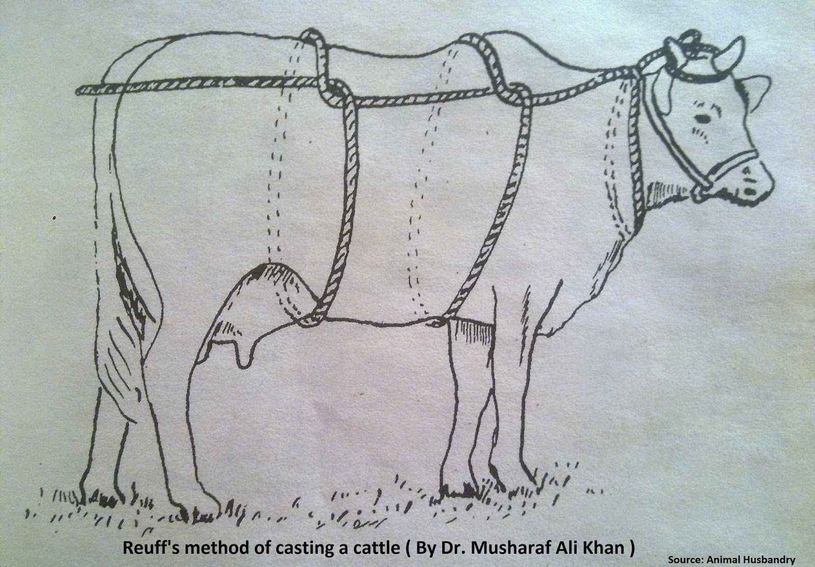 Jasmine Farms Casting of cattle & buffaloes