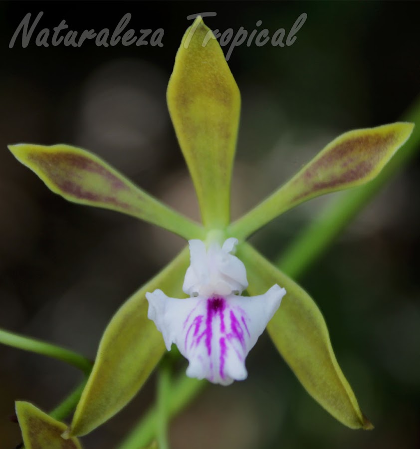 Una orquídea cubana que debes conocer, Encyclia sabanensis | Plantas