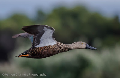 Cape Shoveller Duck in Flight at ISO 2500 - Table Bay Nature Reserve, Cape Town