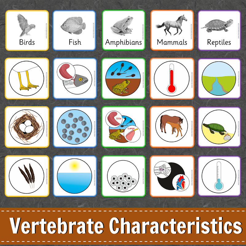 Animal Characteristics (Vertebrates) Learning Pack | The Pinay Homeschooler
