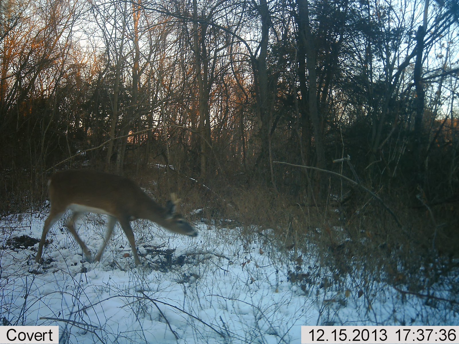 Massanutten Game Trails Snowy Weather