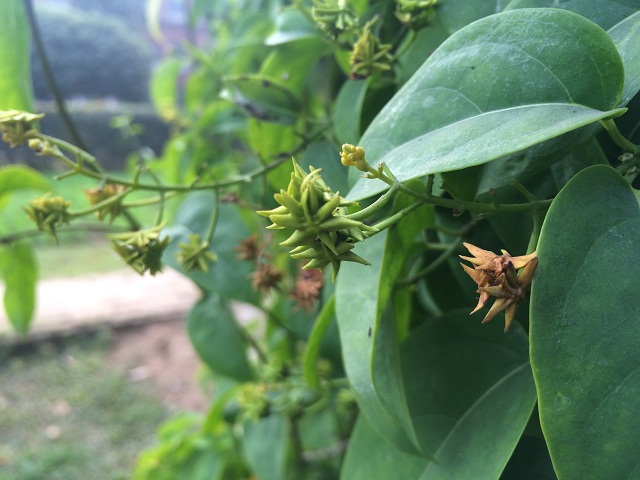 primo R4 camera sample 2