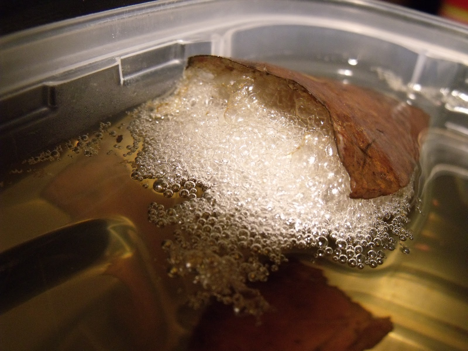 Betta Splendens Nid de bulles