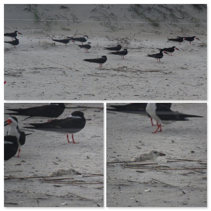 Wrightsville Beach Bird Stewards Black Skimmer Chicks