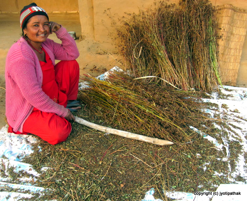 Taste of Nepal Buckwheat Bread Phaapar ko Roti (फापरको रोटी)
